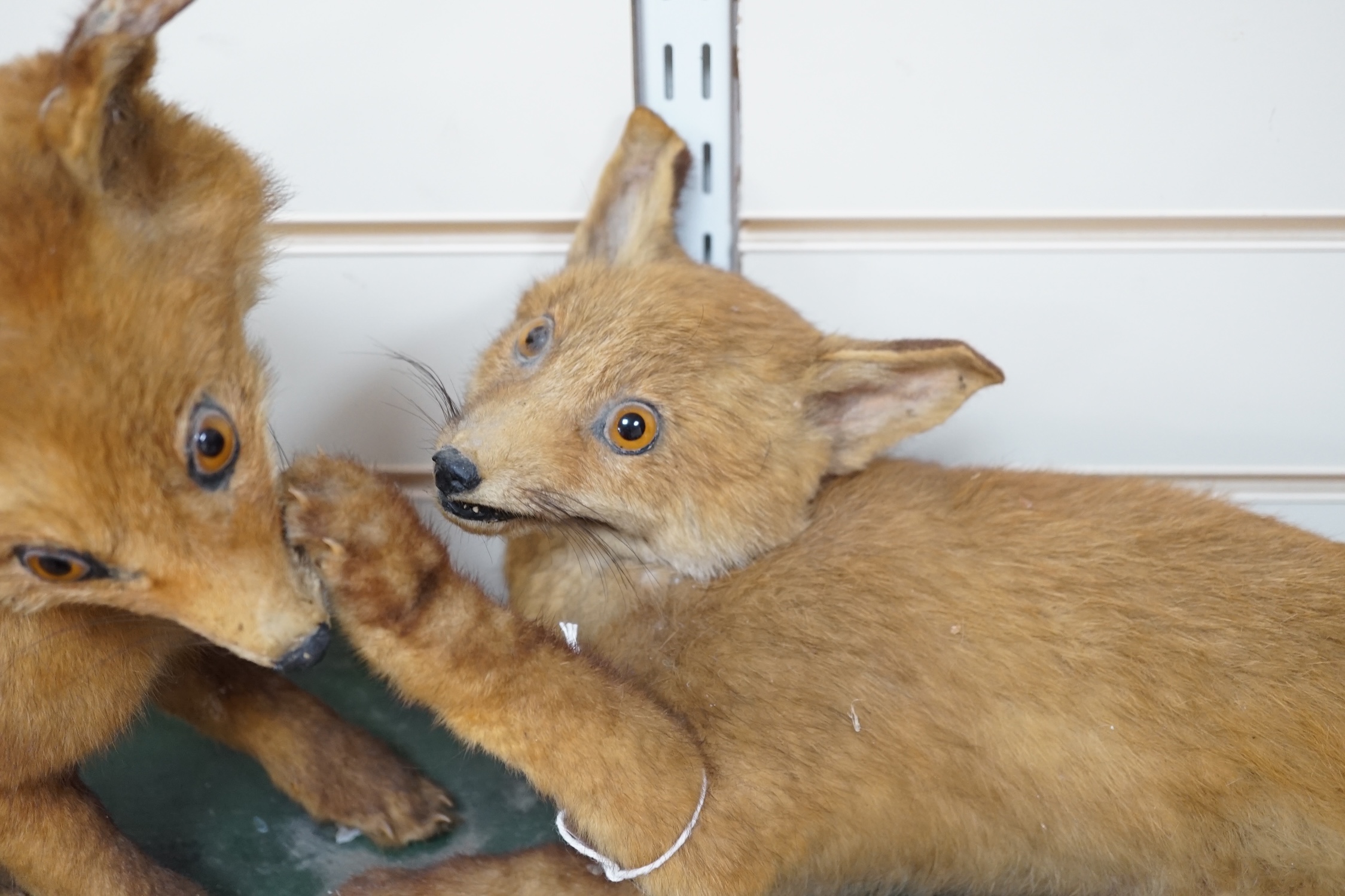 A taxidermy figure group of two fox cubs on plinth, 78cm wide. Condition - poor to fair